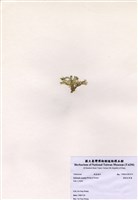 藏品(楔形仙掌藻)的圖片